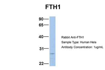 FTH1 Rabbit Polyclonal Antibody