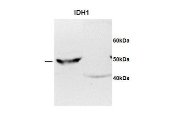IDH1 Rabbit Polyclonal Antibody
