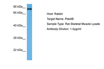 Pde4b Rabbit Polyclonal Antibody