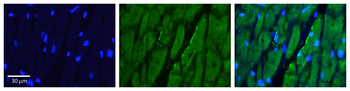 RDX Rabbit Polyclonal Antibody