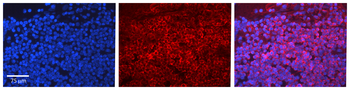 RAN Rabbit Polyclonal Antibody