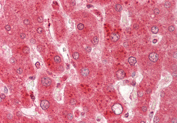 VPS29 Rabbit Polyclonal Antibody