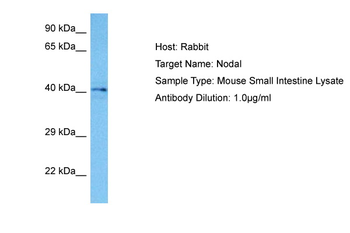NODAL Rabbit Polyclonal Antibody