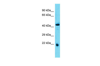 Abhd4 Rabbit Polyclonal Antibody