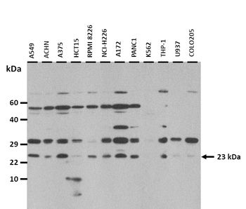 RAC1 Rabbit Polyclonal Antibody