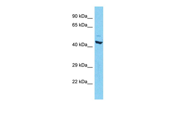 RORC Rabbit Polyclonal Antibody