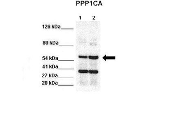 PPP1CA Rabbit Polyclonal Antibody