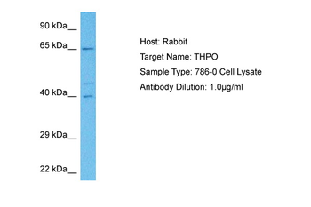 THPO Rabbit Polyclonal Antibody