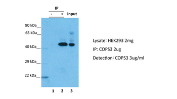COPS3 Rabbit Polyclonal Antibody