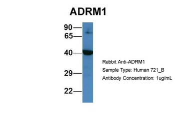 ADRM1 Rabbit Polyclonal Antibody