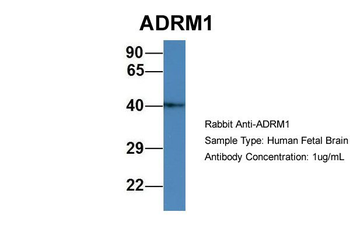 ADRM1 Rabbit Polyclonal Antibody
