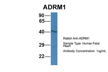 ADRM1 Rabbit Polyclonal Antibody