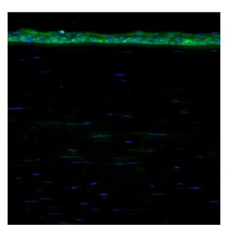 ALDH3A1 Rabbit Polyclonal Antibody