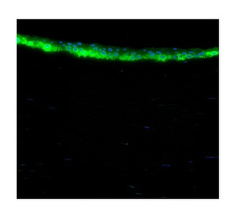 ALDH3A1 Rabbit Polyclonal Antibody