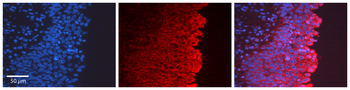 COL1A1 Rabbit Polyclonal Antibody