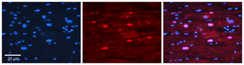 OSBP Rabbit Polyclonal Antibody