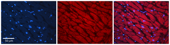 MAPKAPK2 Rabbit Polyclonal Antibody