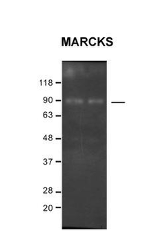 MARCKS Rabbit Polyclonal Antibody
