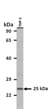 CD9 Rabbit Polyclonal Antibody