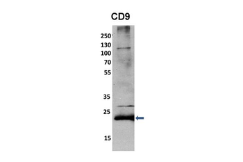 CD9 Rabbit Polyclonal Antibody