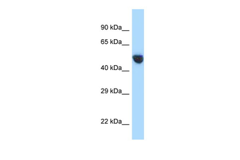 AVPR1A Rabbit Polyclonal Antibody