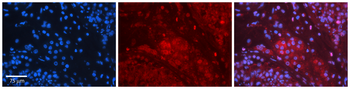 Prnp Rabbit Polyclonal Antibody