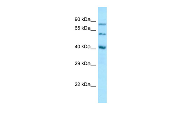 SUMF1 Rabbit Polyclonal Antibody
