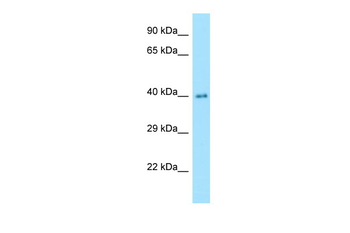 NANS Rabbit Polyclonal Antibody