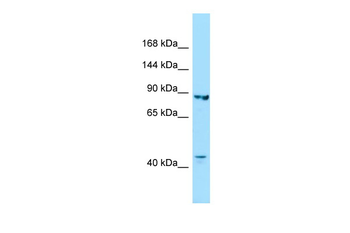 IPO8 Rabbit Polyclonal Antibody