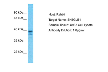 SH3GLB1 Rabbit Polyclonal Antibody