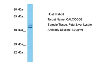 CALCOCO2 Rabbit Polyclonal Antibody