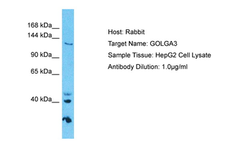GOLGA3 Rabbit Polyclonal Antibody