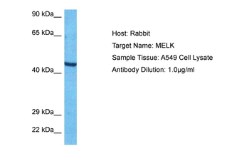 MELK Rabbit Polyclonal Antibody
