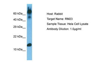 MRPL23 Rabbit Polyclonal Antibody