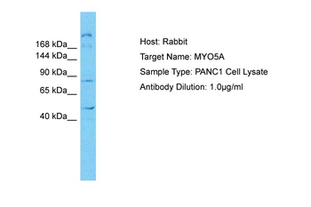 MYO5A Rabbit Polyclonal Antibody