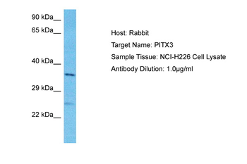 PITX3 Rabbit Polyclonal Antibody
