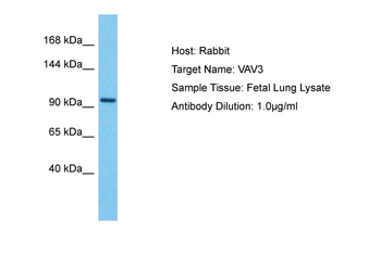 VAV3 Rabbit Polyclonal Antibody