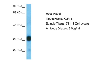 KLF13 Rabbit Polyclonal Antibody