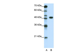 TFAP2A Rabbit Polyclonal Antibody