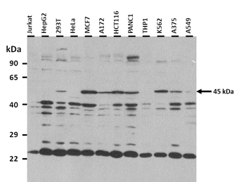 SP7 Rabbit Polyclonal Antibody