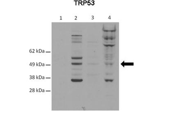 Trp53 Rabbit Polyclonal Antibody