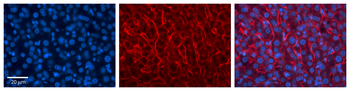 APOE Rabbit Polyclonal Antibody