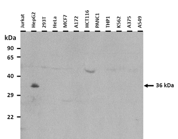APOE Rabbit Polyclonal Antibody