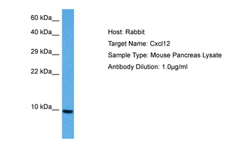 CXCL12 Rabbit Polyclonal Antibody