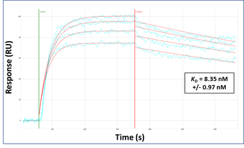 MARCH1 Rabbit Polyclonal Antibody