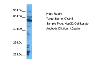 CY24B Rabbit Polyclonal Antibody