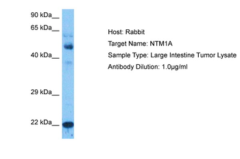 NTMT1 Rabbit Polyclonal Antibody