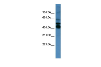SEPT1 Rabbit Polyclonal Antibody