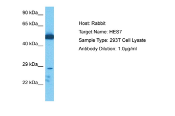 HES7 Rabbit Polyclonal Antibody
