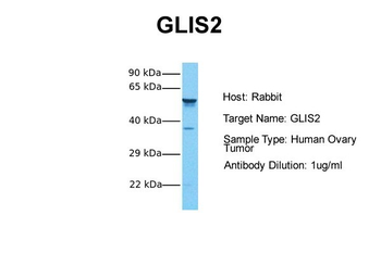 GLIS2 Rabbit Polyclonal Antibody